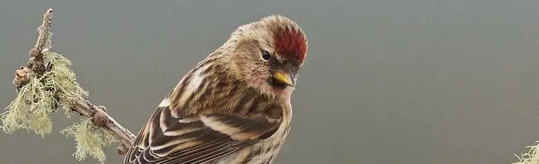 Organetto minore. Seduto su un ramo muschiato. Visto da dietro. Distinta macchia rossa sulla fronte.