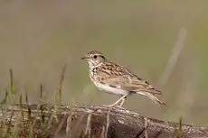 Tottavilla