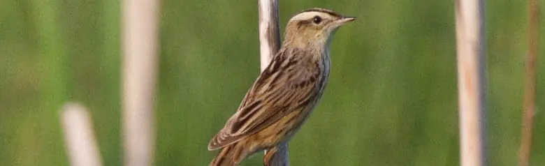 Pagliarolo. Qui è seduto su un ramo verticale. Ha una striscia gialla sulla testa e strisce nere sulle ali.