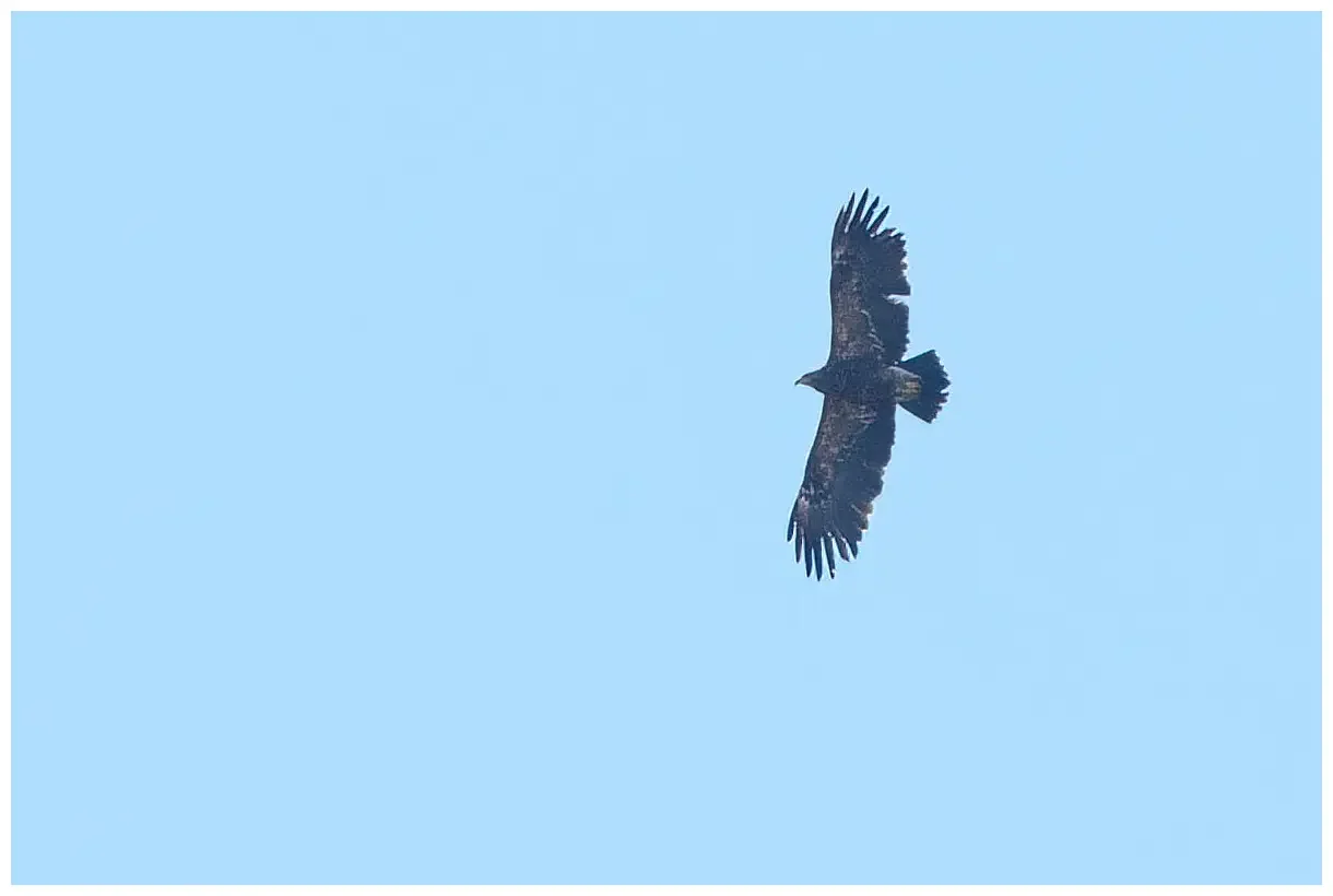 Aquila anatraia minore