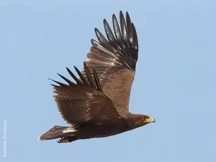 Aquila anatraia minore