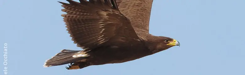 Aquila anatraia minore. Qui si vede in volo con le ali rivolte verso l'alto. Carattere distintivo dell'aquila, con ali larghe allo stesso modo dalla radice alla punta.