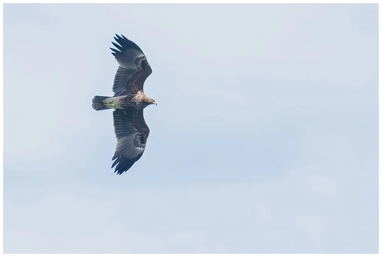 Aquila anatraia maggiore