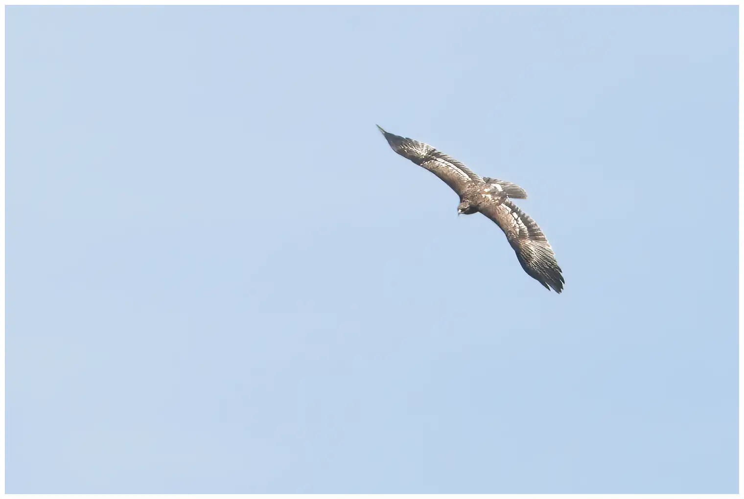 Aquila anatraia maggiore