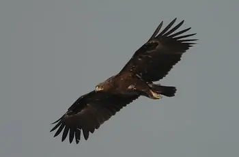 Aquila anatraia maggiore