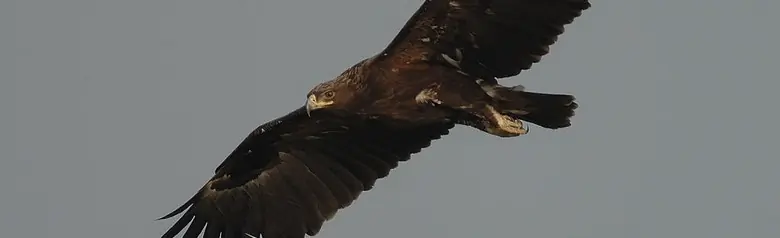 Aquila anatraia maggiore. Qui si vede volare in un cielo grigio. Piumaggio scuro, con le piume della parte inferiore delle ali di colore marrone più scuro rispetto alle piume di volo.