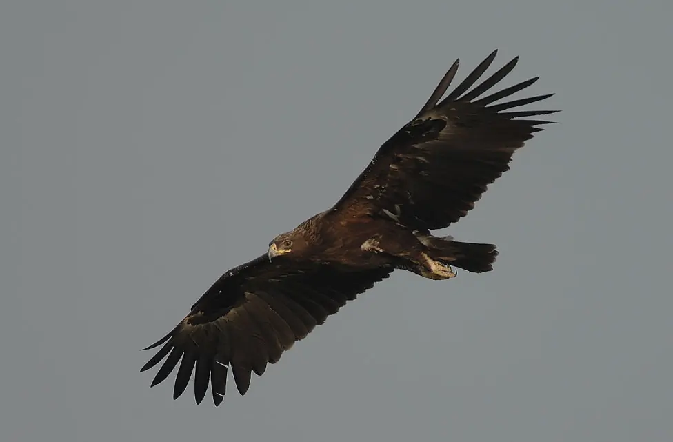 Aquila anatraia maggiore. Qui si vede volare in un cielo grigio. Piumaggio scuro, con le piume della parte inferiore delle ali di colore marrone più scuro rispetto alle piume di volo.