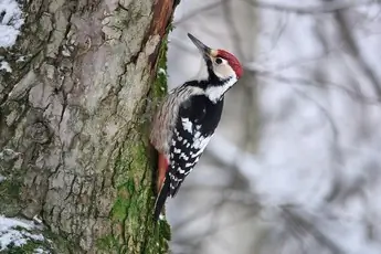 Picchio dorsobianco