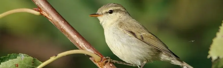 Luì verdastro. Qui seduta su un ramo. Ha una sottile banda alare chiara. Il colore grigio della parte superiore ha una sfumatura verdastra.
