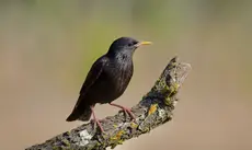 Storno nero
