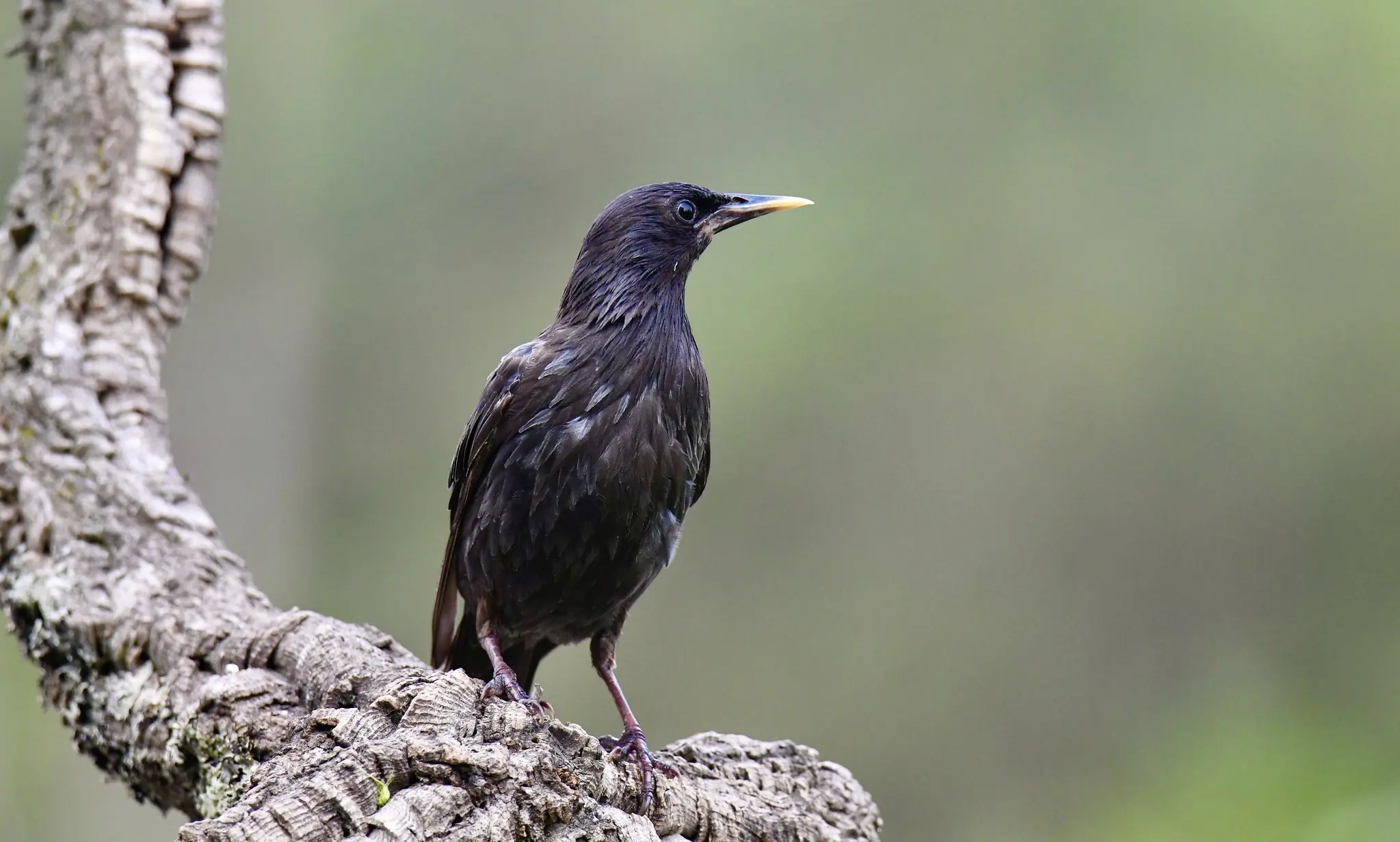 Storno nero