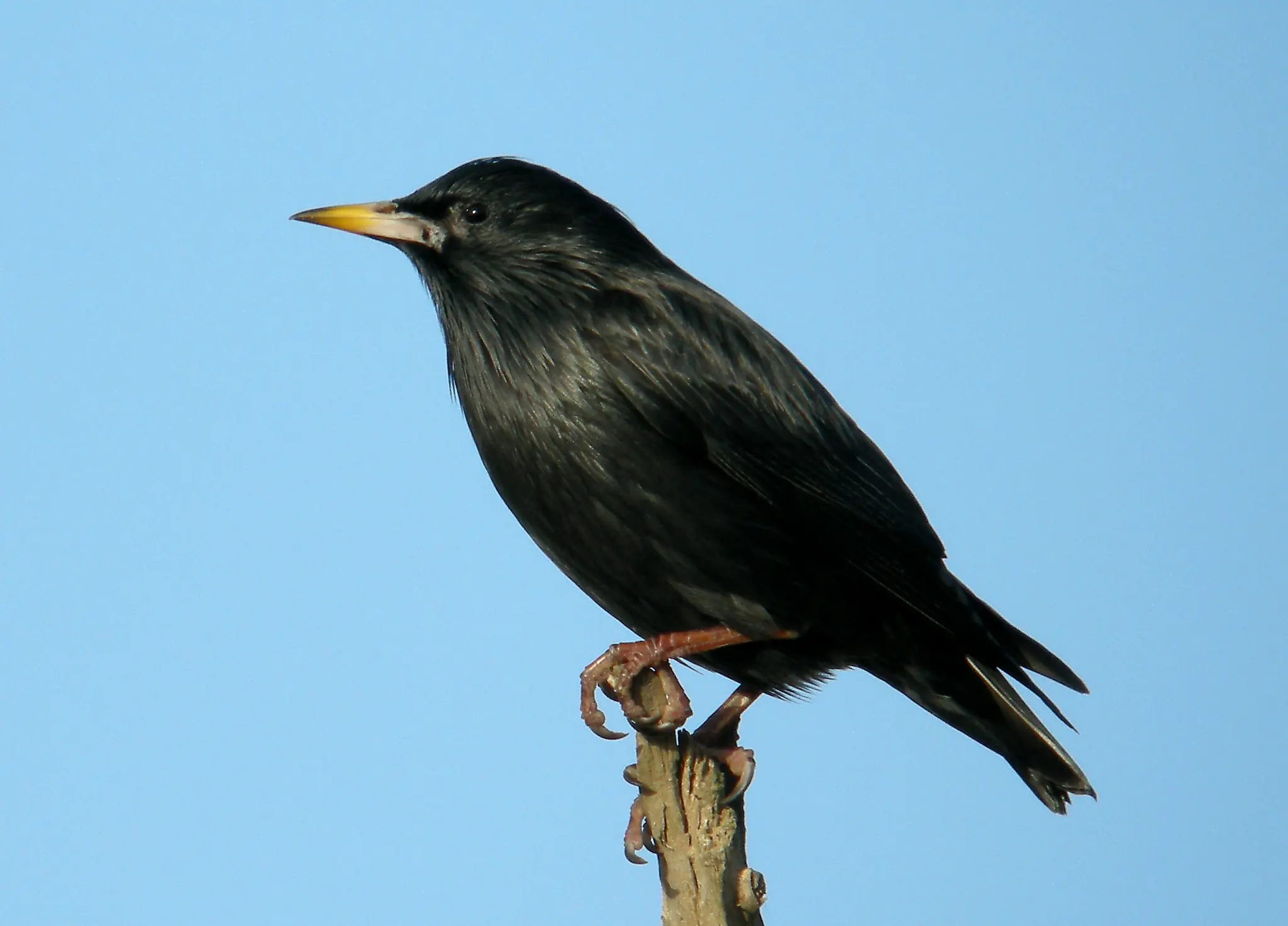 Storno nero