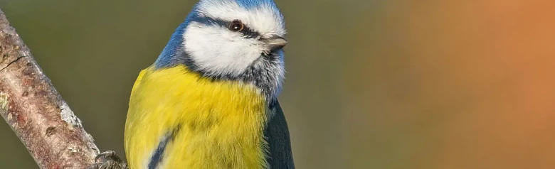 Cinciarella. Piccolo uccello con ali e coda blu, cappello blu e parte inferiore gialla con una stretta striscia longitudinale grigio-nera sul ventre.