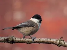 Cincia bigia alpestre