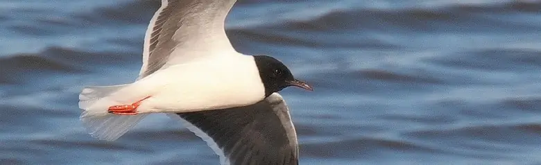 Gabbianello. Il gabbiano più piccolo del mondo. Il cappuccio arriva fino al collo. Le ali hanno una parte inferiore solida, grigio-nera.