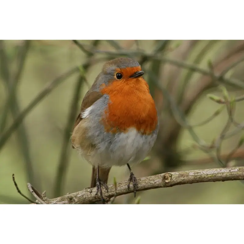 Pettirosso (fischietto)