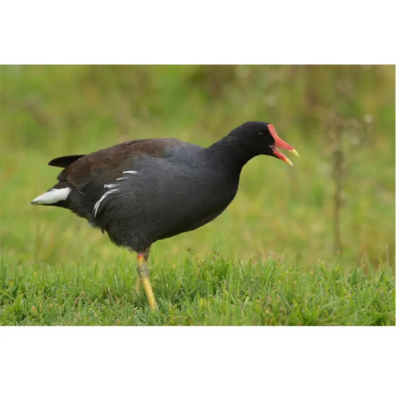 Gallinella d'acqua (fischietto)