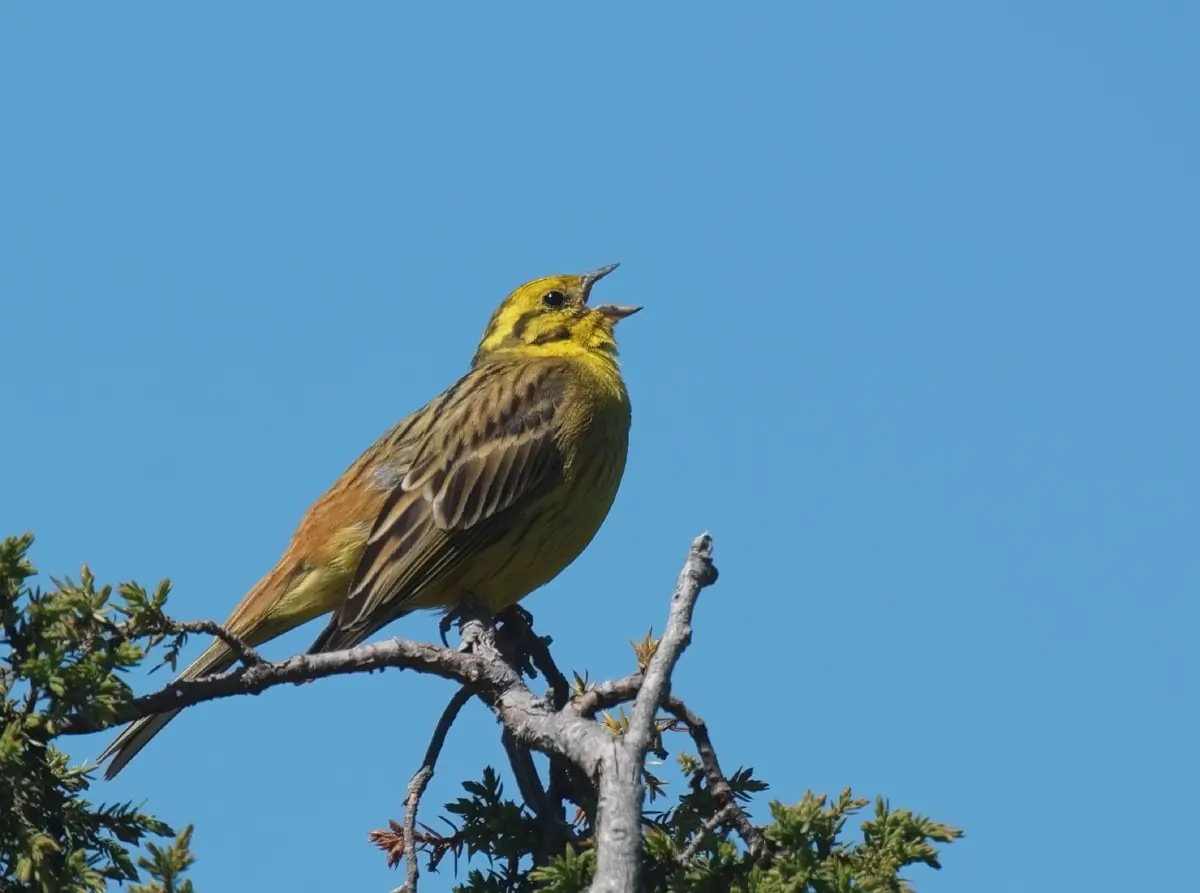 Zigolo giallo (fischietto)