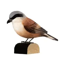 Averla piccola (legno)