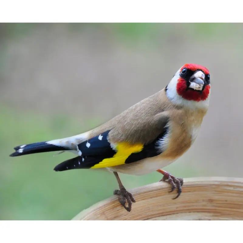 Cardellino (fischietto)