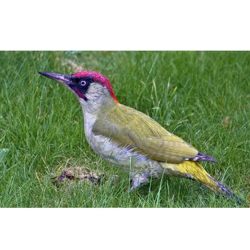 Picchio verde (fischietto)